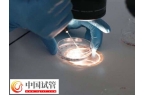 為什么試管養囊第6天才成功